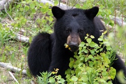 Bärenbeobachten Alaska